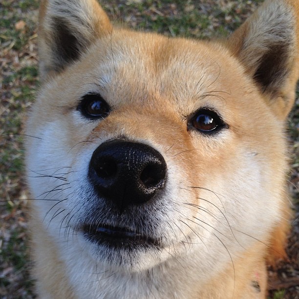 “萨尔·巴赫的决胜时刻：南非羚羊队的英雄”