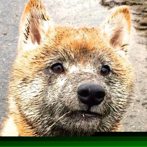 中国足球国家队强化中轴线战术体系演练,中轴线排列