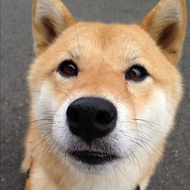 加拿大队如何在国际乒联混合团体世界杯中保持冷静应对挑战，加拿大乒乓球队混双